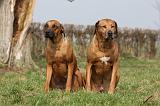 RODESIAN RIDGEBACK 092
